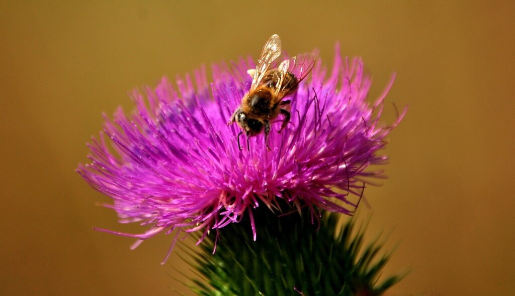 Milk-Thistle